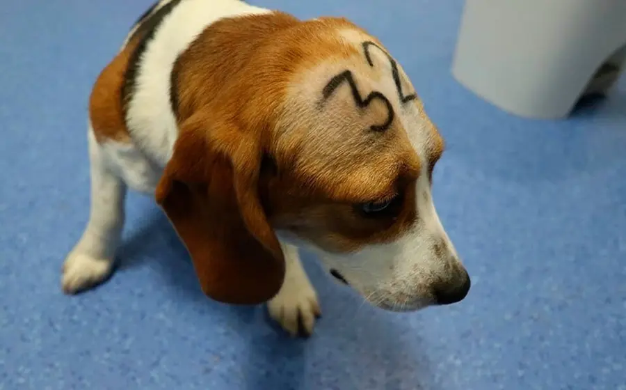 Perro_número_32 