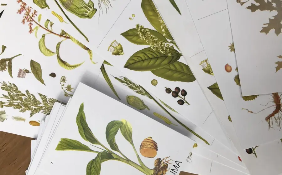 cartas-con-plantas-medicinales