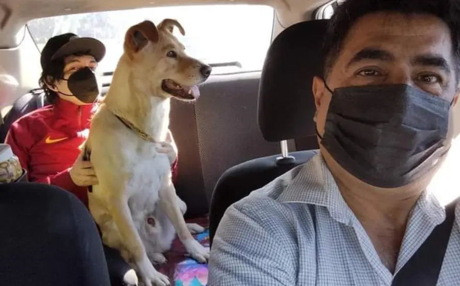 En la publicación se puede observar el taxi mientras transporta a varios clientes con sus mascotas.