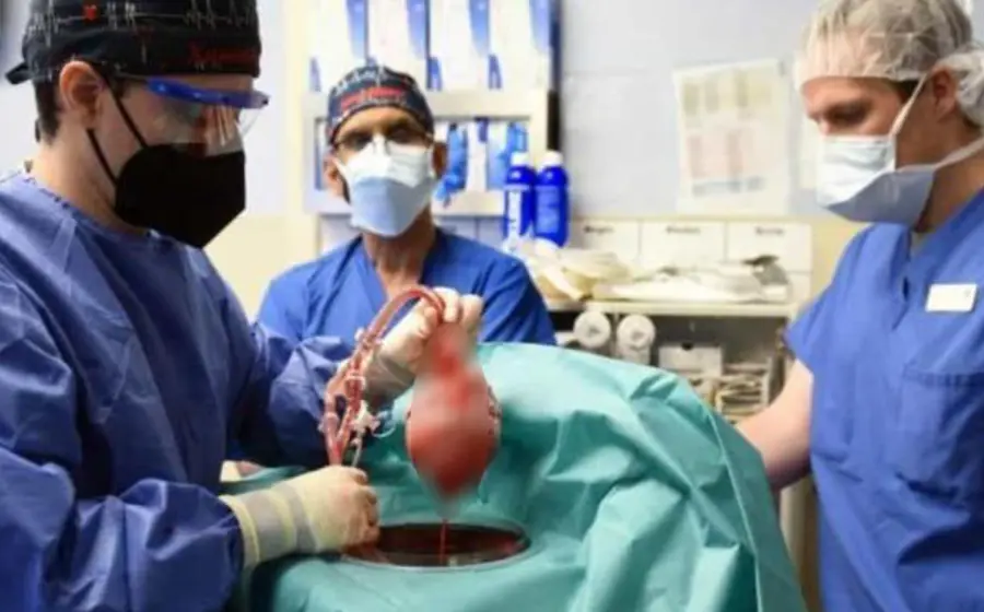 Médicos indicaron que se trata del primer trasplante exitoso de un corazón de cerdo a una persona.