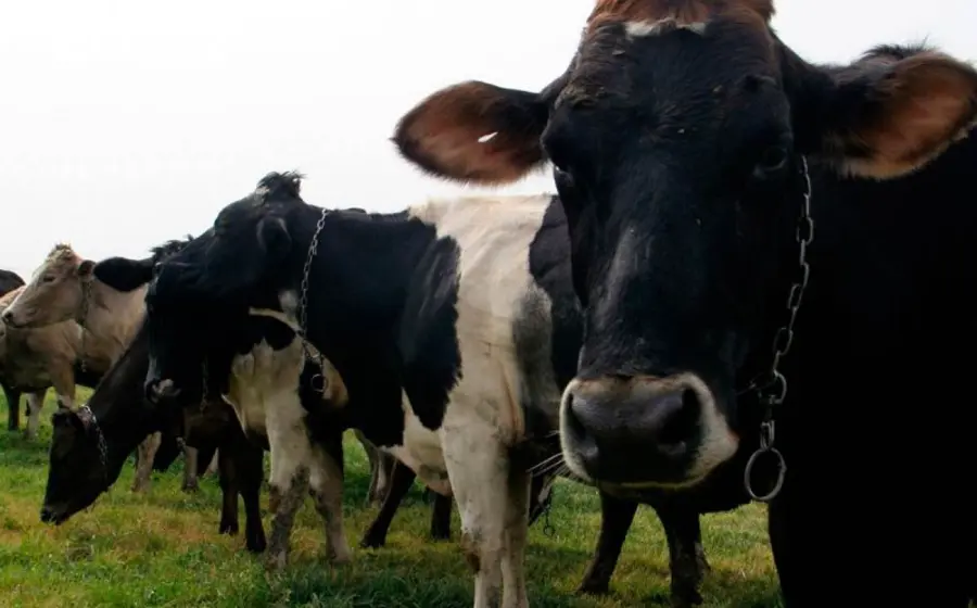 vacas leche 