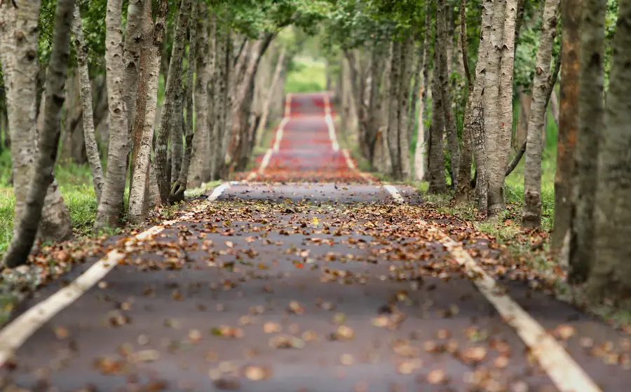 camino-en-parque