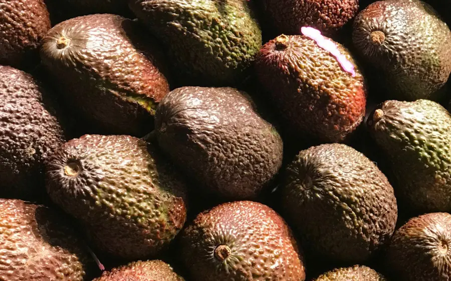 aguacates-mexicanos