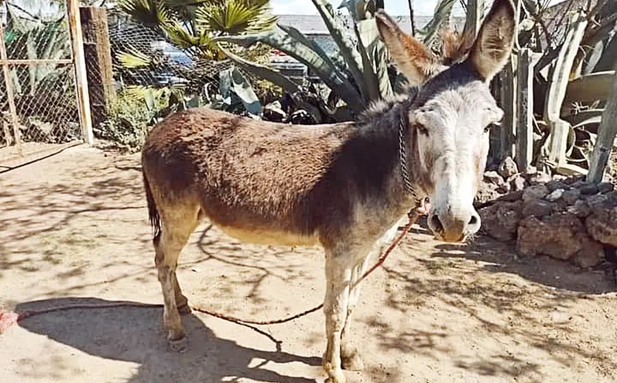 burro