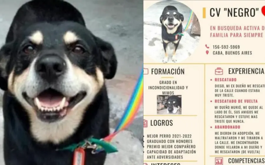 curriculum-de-negro