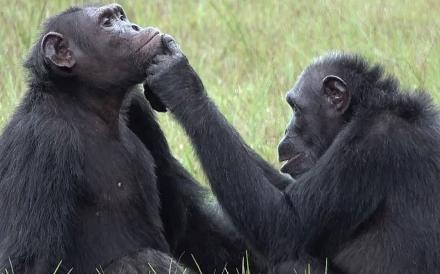 dos_chimpances_africanos