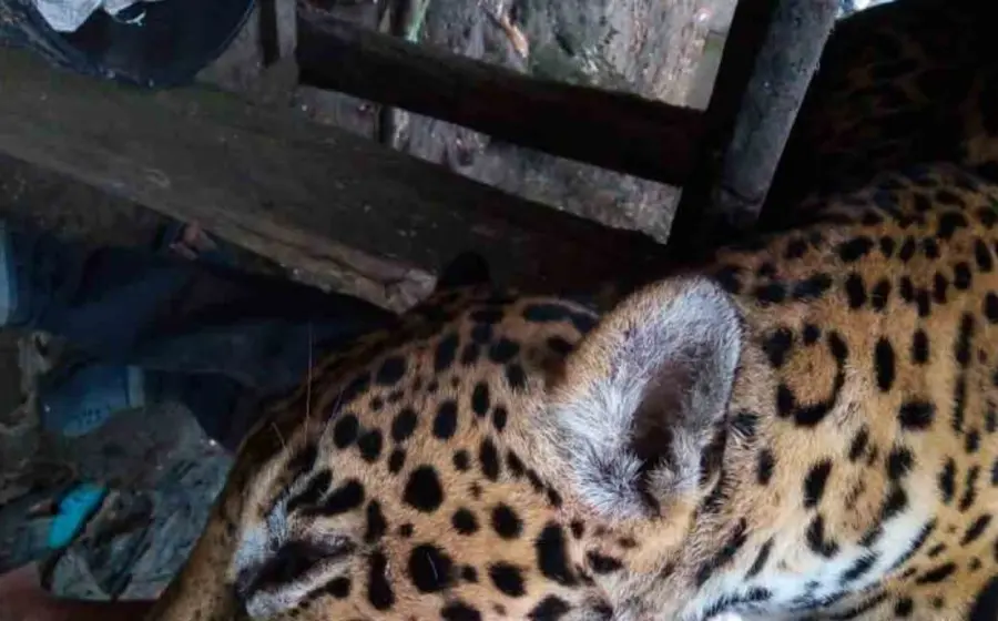 animal_en_peligro_de_extincion