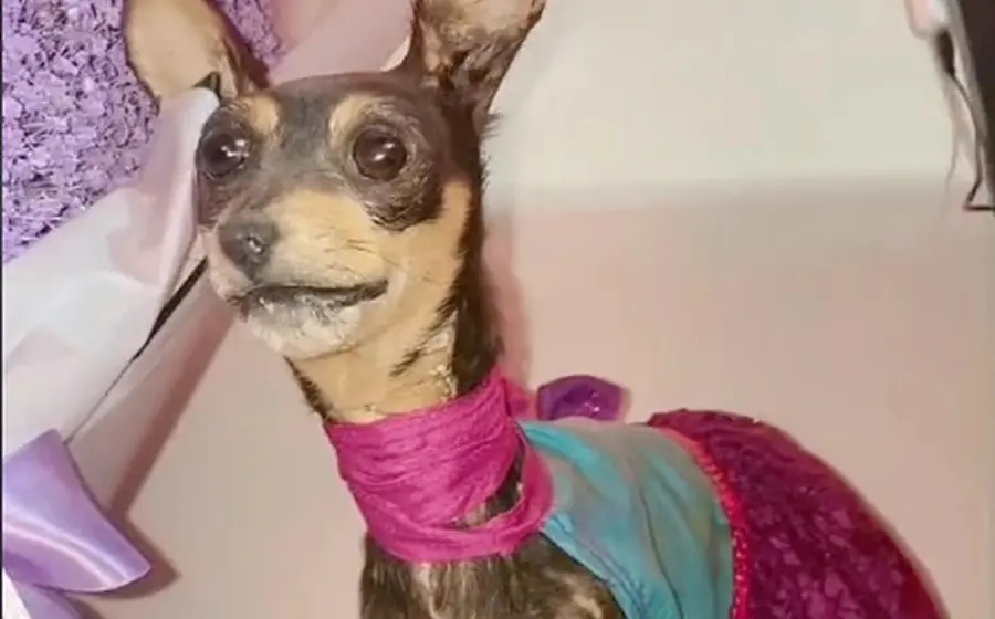 perrita_disecada