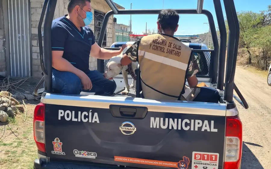 pondran-multas-por-maltrato-animal 