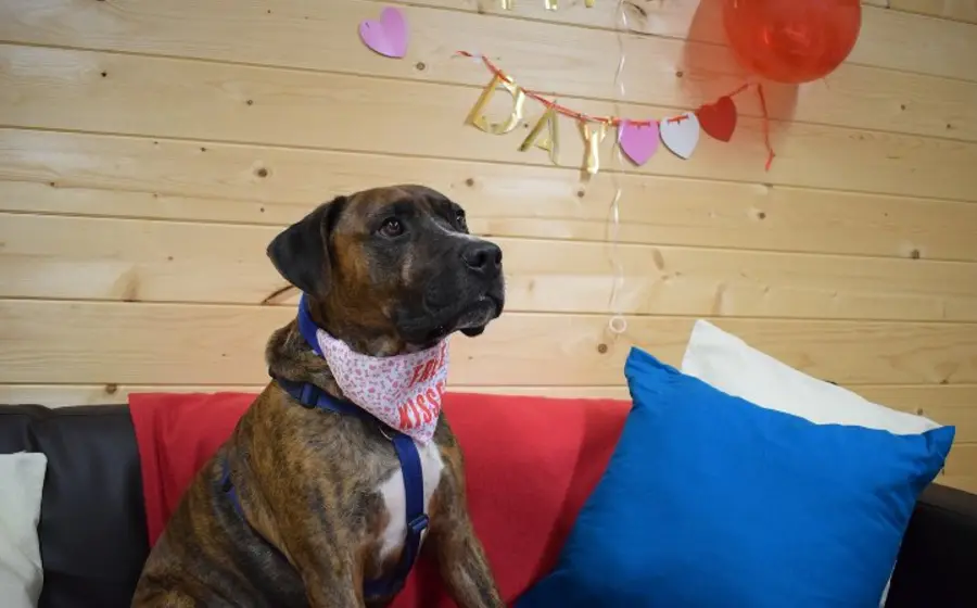 luke-perrito-en-adopcion