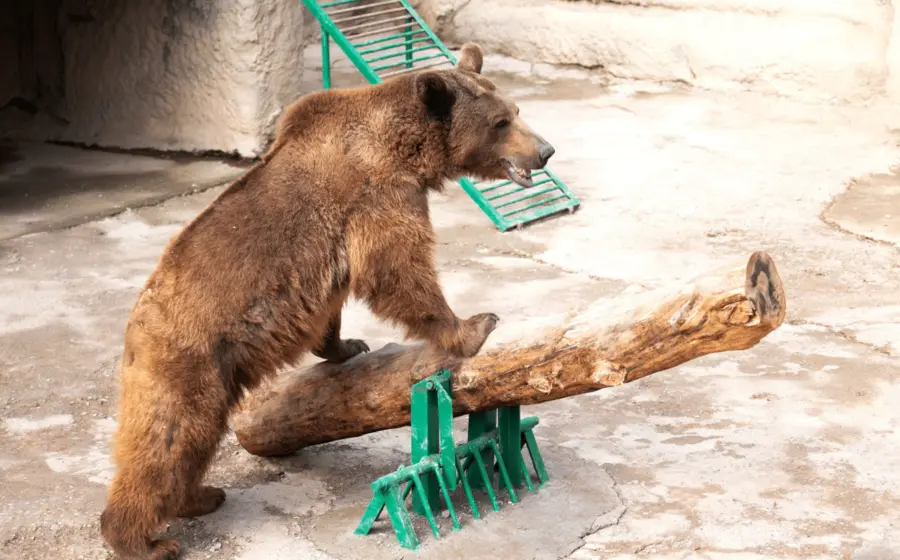 oso_en_zoologico