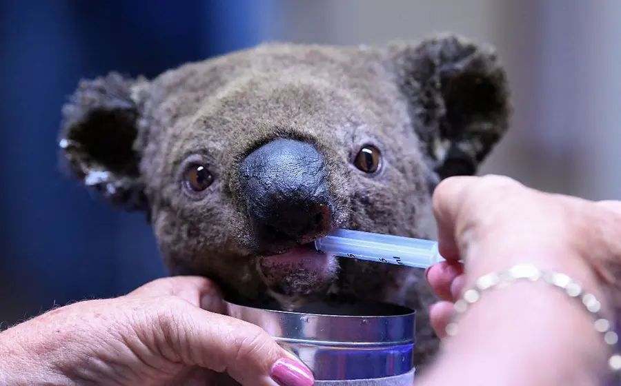 koalas