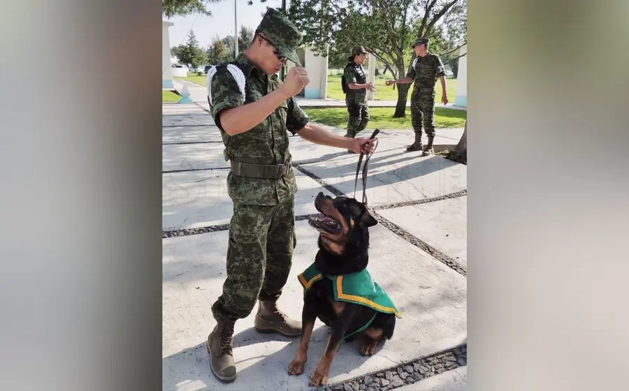 perro-y-soldado