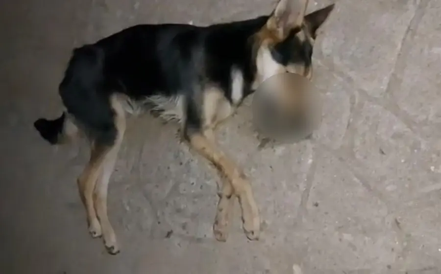envenenan-a-perros