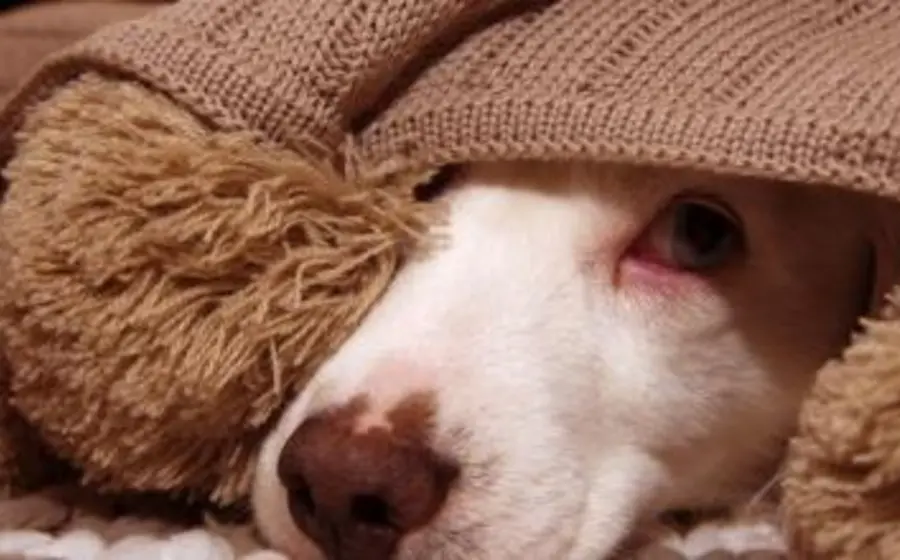 mascota_enferma