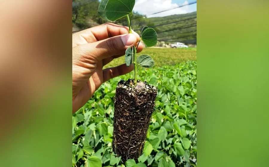 planta