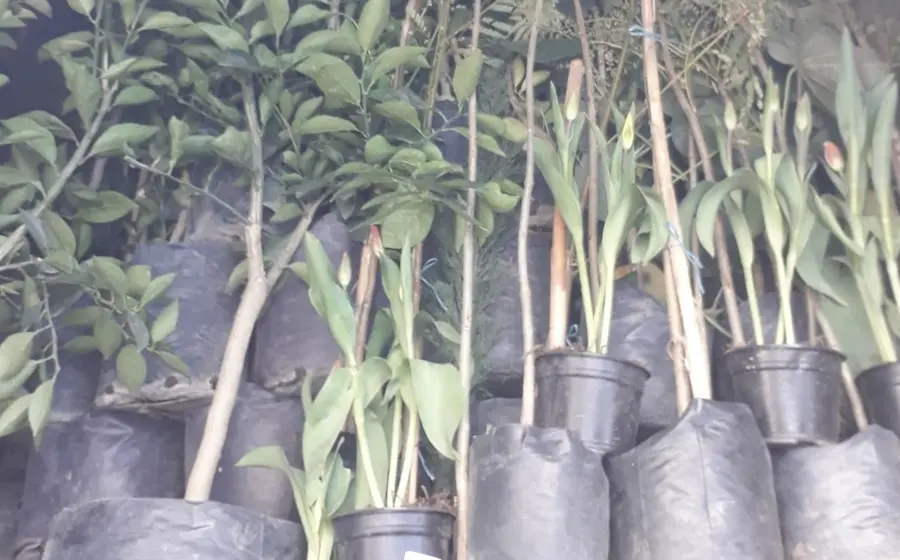 Plantas_de_vivero