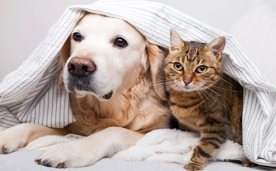 perros_y_gatos