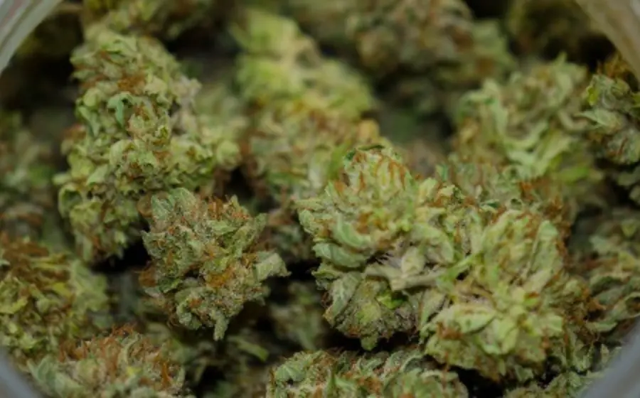 cannabis