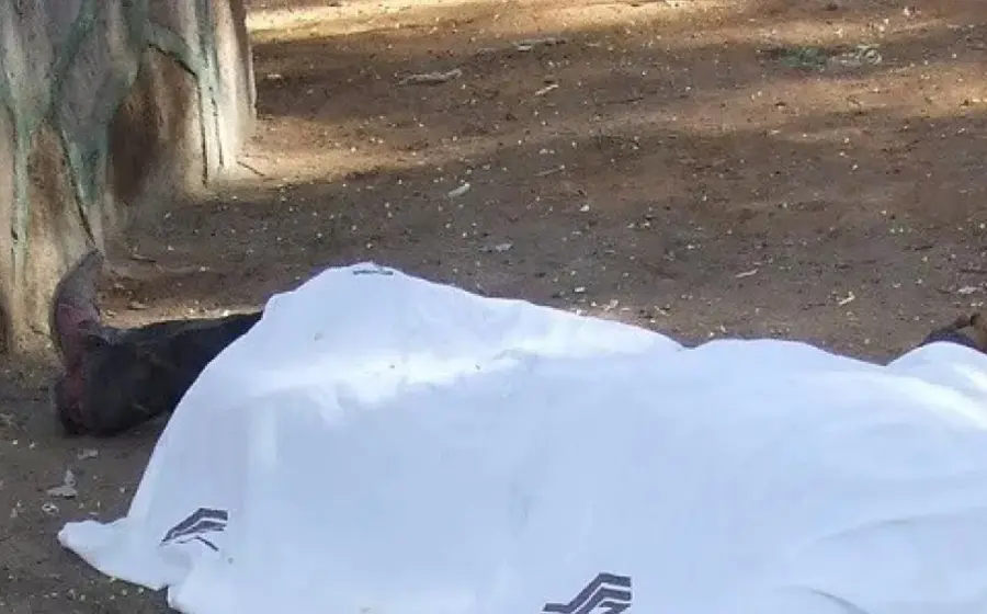 muerto 
