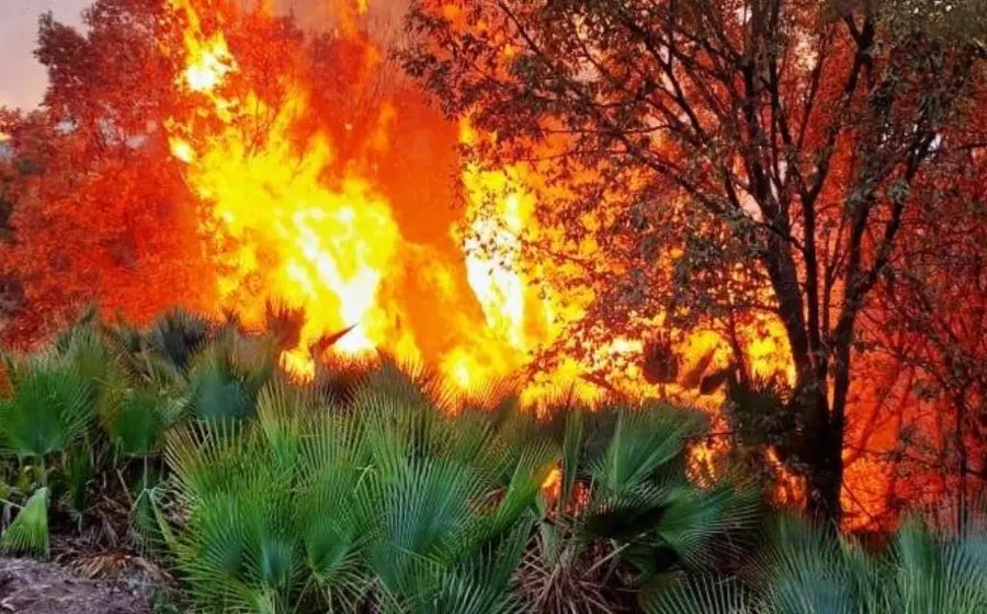fuego