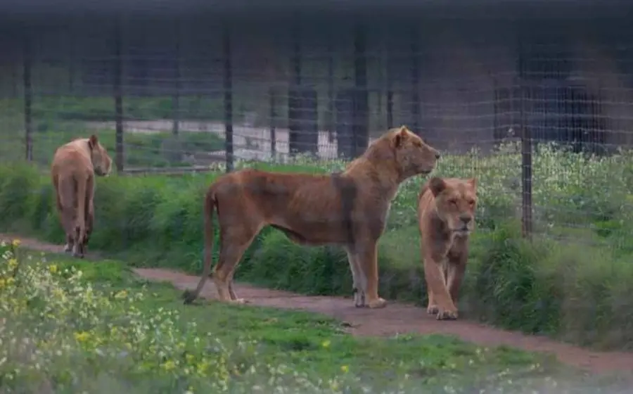 leones-fundacion-maltrato-cdmx