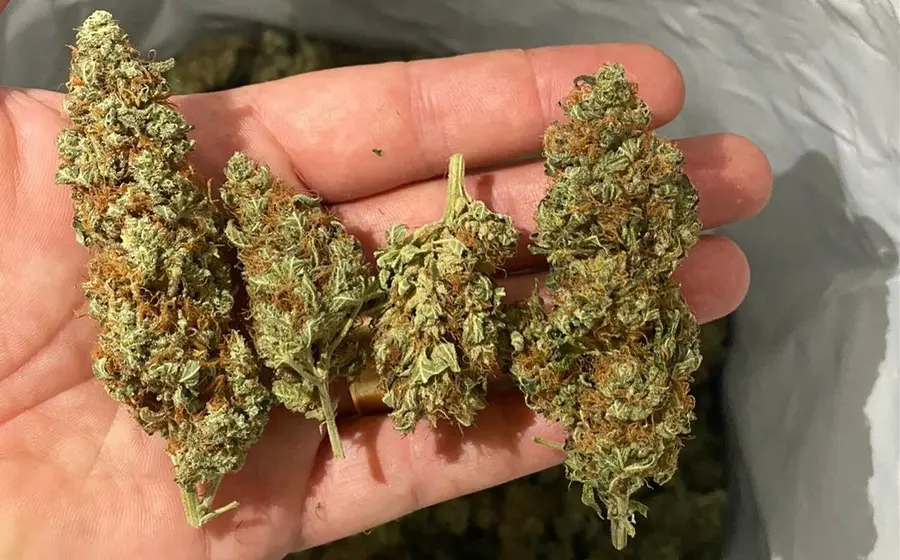 marihuana