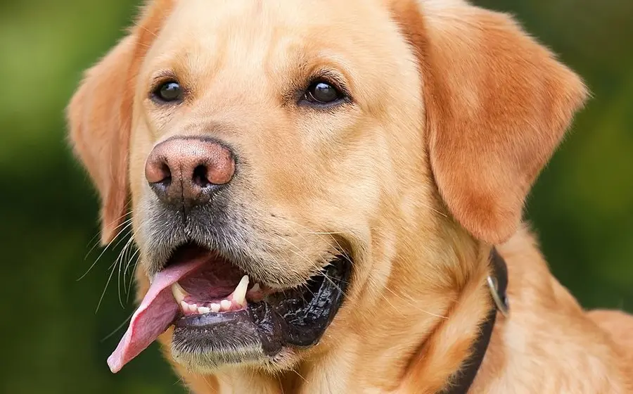 perro-mascota