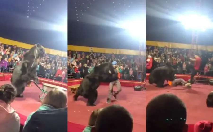 Ataque de oso