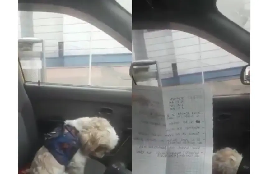 Perrito abandonado