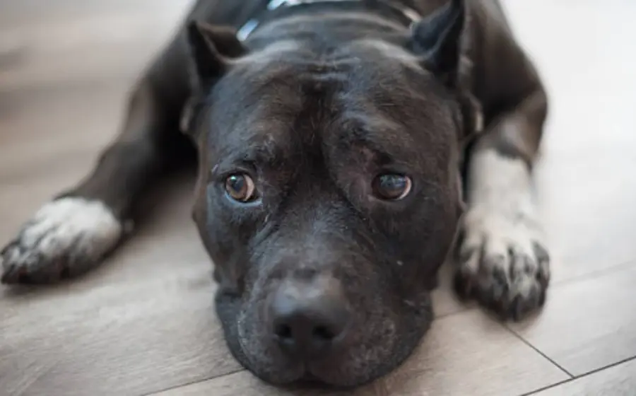 Negrito