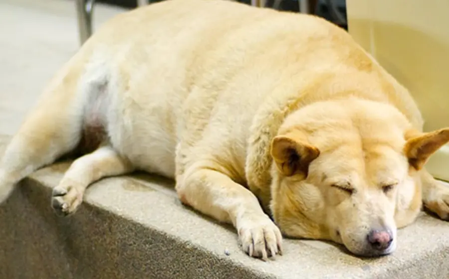 perro-obeso 
