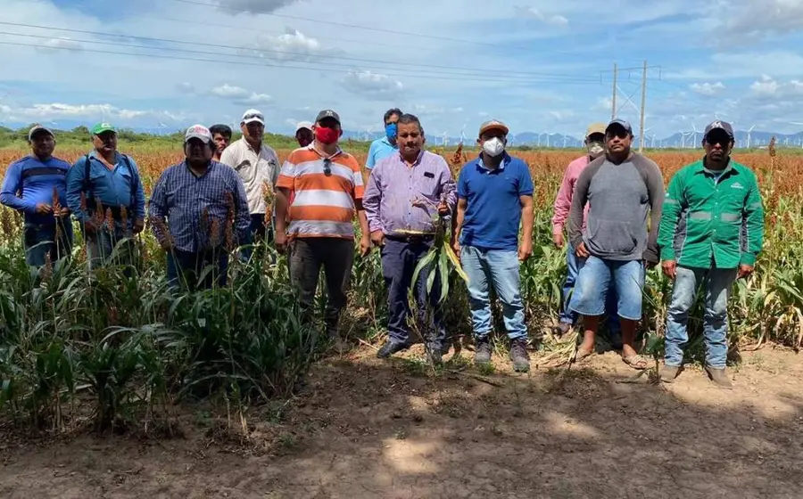 sorgo-productores