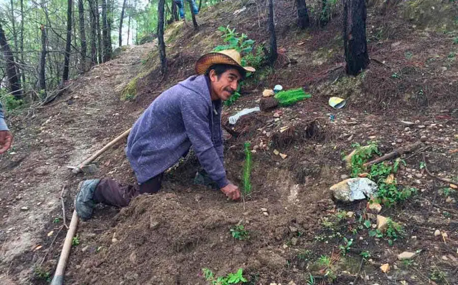 plantando-arboles 