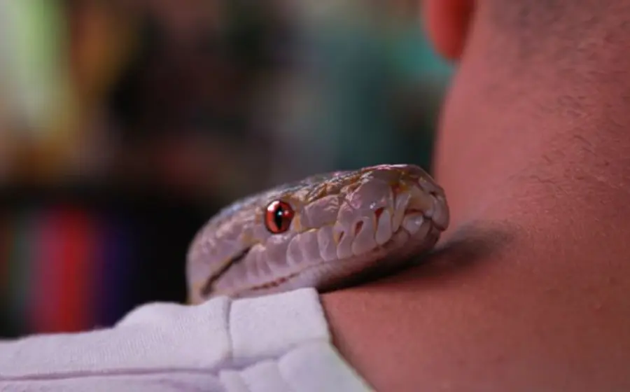 Accidente con serpiente