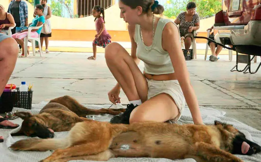 perritos 