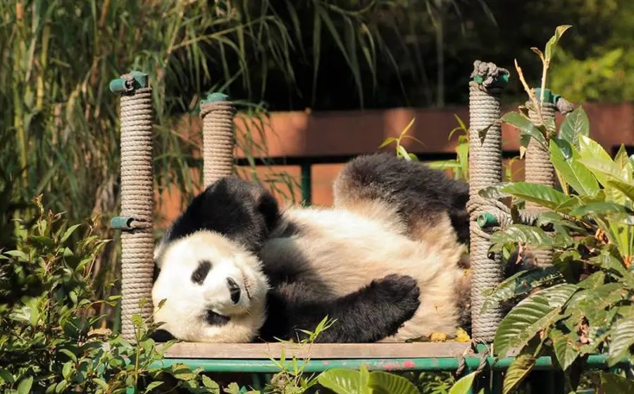 Panda