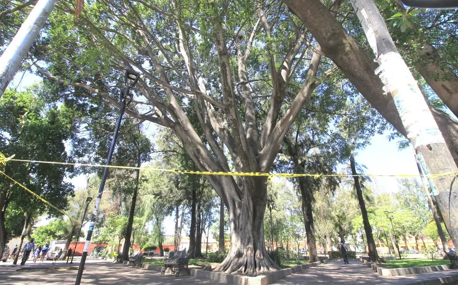 árbol_en_riesgo_en_oaxaca