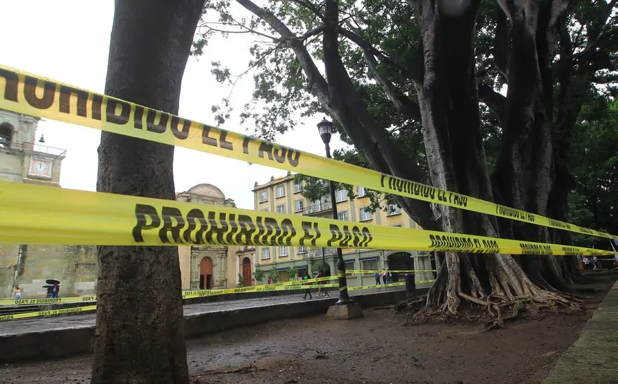 arboles-oaxaca
