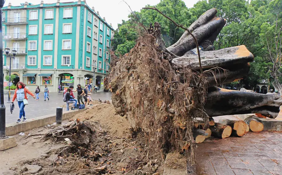 arbol-caido 