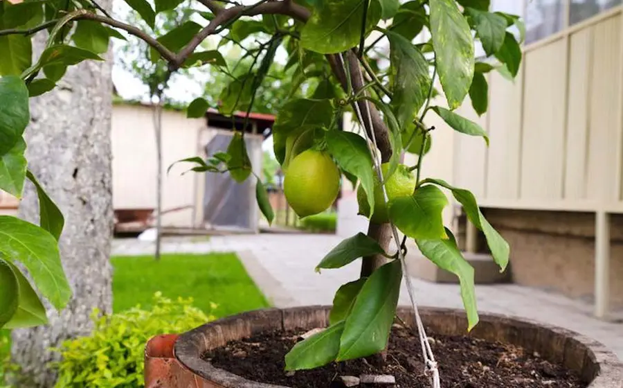 limonar 