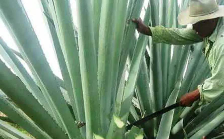 maguey 