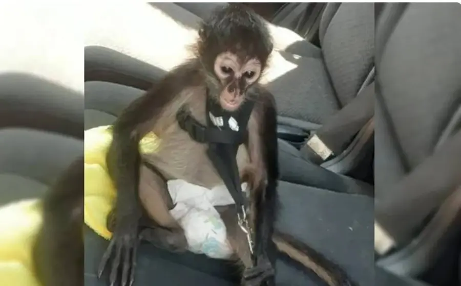 Primate fallecido