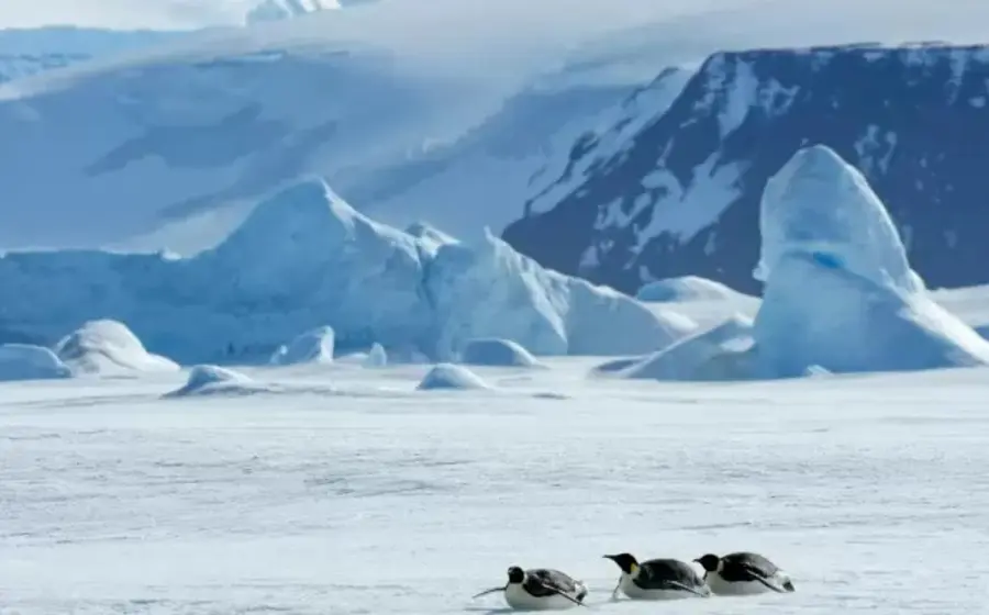 pinguinos-en-la-antartida