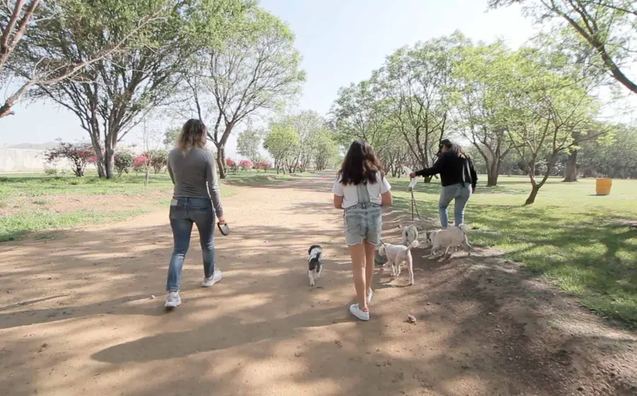 paseando-mascotas 