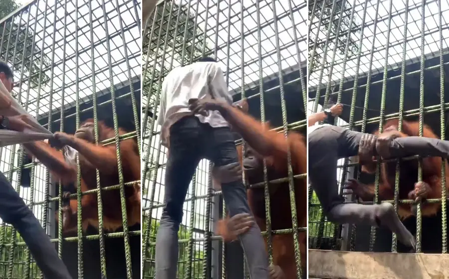 Orangután enfurece