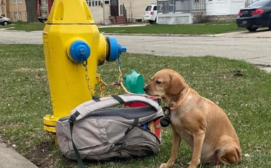 perrita_abandonada_junto_a_hidrante