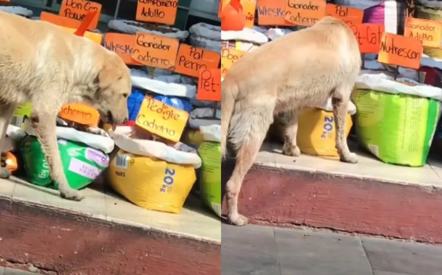 perrito-comiendo-gratis