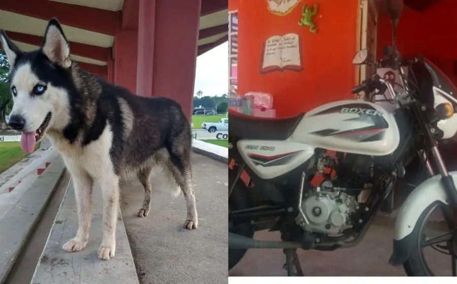 perrito-extraviado 