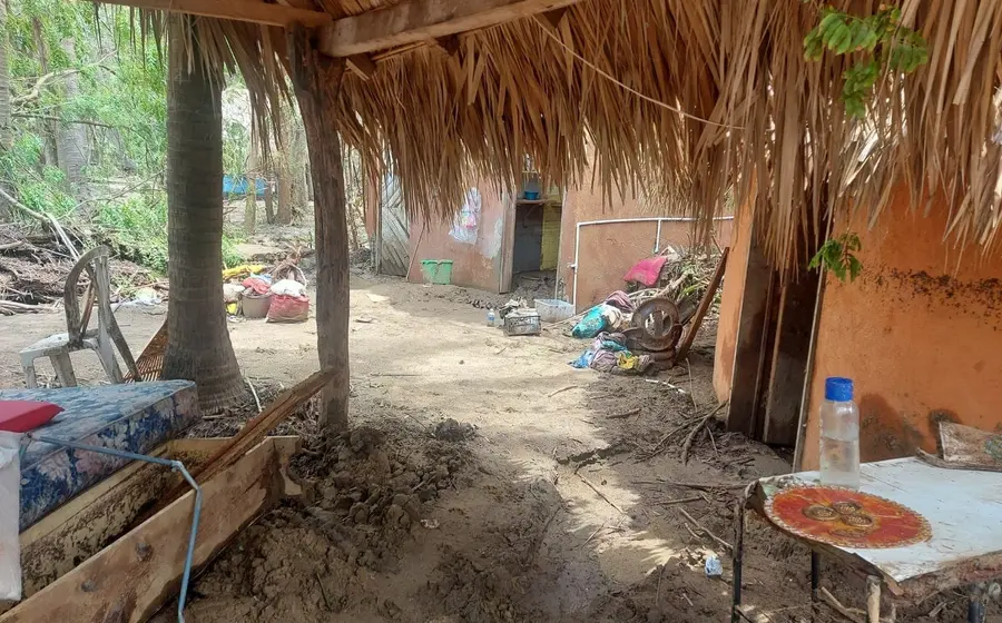 piña-palmera-rehabilitacion